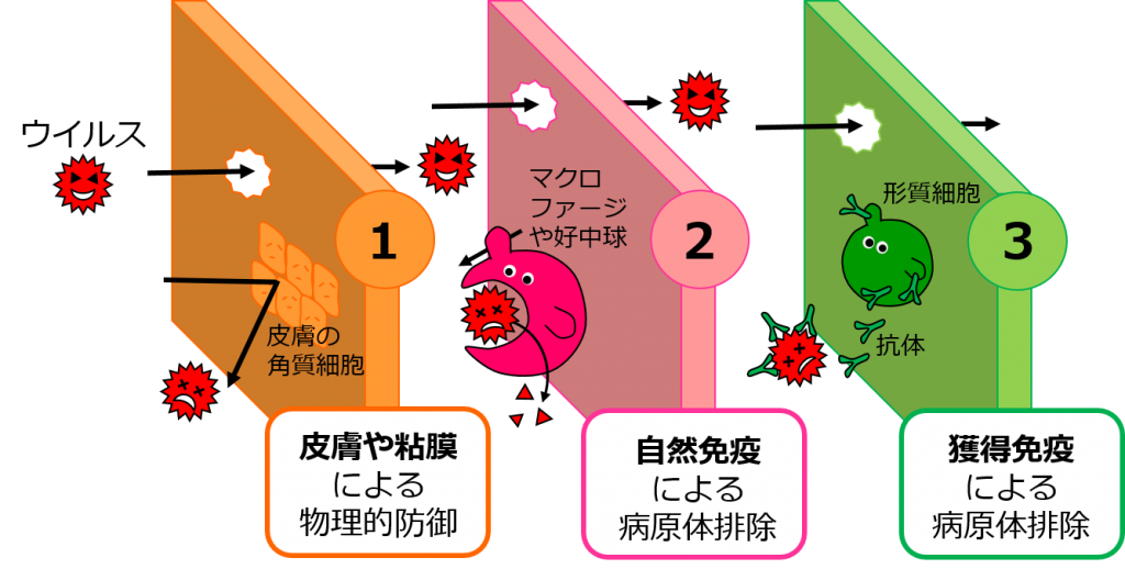 食事用乳化剤とは何ですか?
